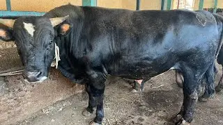 ARZON YEM TAYORLASH UY SHAROITIDA (Gigant buqa )