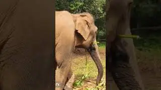 🐘 Why are elephants dangerous for farmers? 