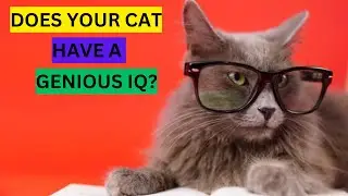 Do Cats Have Genius IQ? || The Secret Geniuses? 🧠🐱