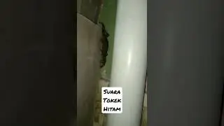 Suara Tokek Hitam