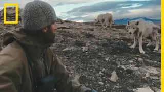En tête à tête avec les loups sauvages