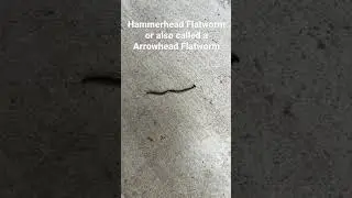 Bipalium kewense is a “hammerhead flatworm