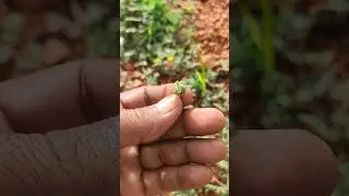 ఇక రాత్రికి డబిడి దిబిడే...