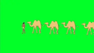 Camel walk green screen animation effects HD footage