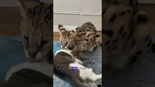 Как подружить собаку с котами?!  Дом советов объявляю открытым! Расскажите о своём опыте😘