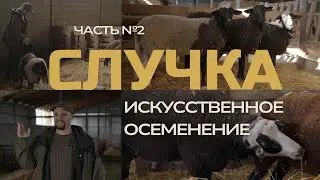 Случка овец: искусственное осеменение, эмбриотрансфер, уколы для овец | Часть 2