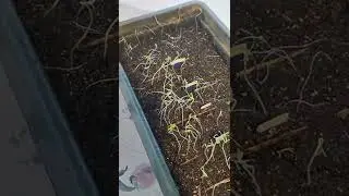 Испортила рассаду томатов,как исправить? #сад #огород #огородбабыкати #рассада #томаты