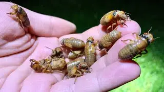 MILLIONS of Periodical Cicadas!