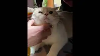 cute cat #kitten #kitty #pets #cat #catlover #kittycat