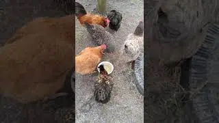 Куры едят суп.