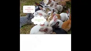 aktifitas anak kelinci dikandang | see the activity of the rabbit in the cage