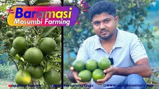 Vietnam Baramasi Mosumbi Farming 🔥🔥