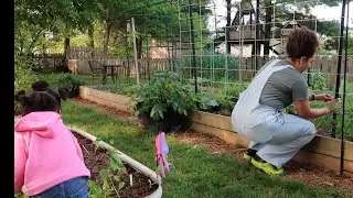 Finally Planting Out Tomatoes And Peppers | Gardening Vlog