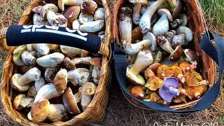 BOLETUS EDULIS A ULTIMOS DE NOVIEMBRE 2018 / 1
