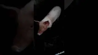 Поросенок в хозяйстве.