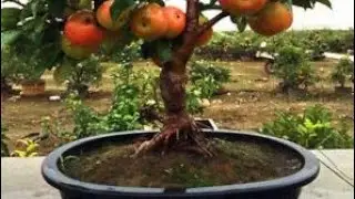 Growing Fruit Trees From Cuttings