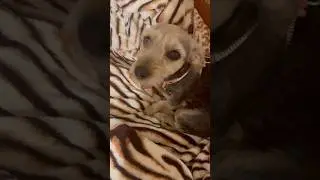 Quand ta chienne arrive plus à sen sortir