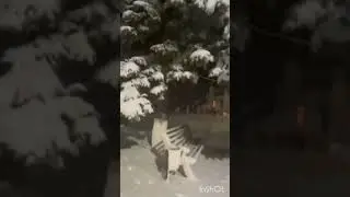 Снежок