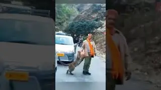 #lovely #animals #cutespets #animallover #cute #fyp #foryou #shortvideo #shorts