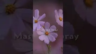 Masteran murai batu gacor Josss #shorts #shortvideo #shortvideo