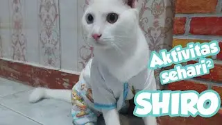 Shiro kucing paling imut, tingkah lucu kalo kucing pake baju bayi ❤️❤️