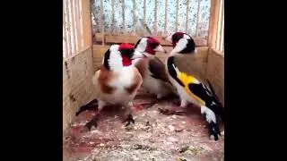 Doğadan  Yakalanmış Baba  Sakalar