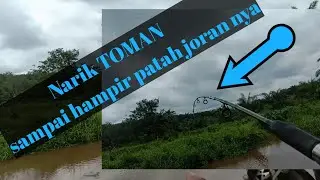 Mancing MONSTER TOMAN sampai kewalahan narik nya....