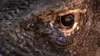 Дракон который случайно попал на видео