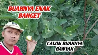 JAMBU CRISTAL TANPA BIJI ENAK BANGET❗️ LABU AIR JUGA ADA DISINI
