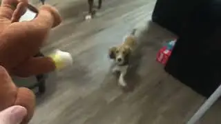 FIRST VIDEO IN OVER A YEAR fun video of my puppy