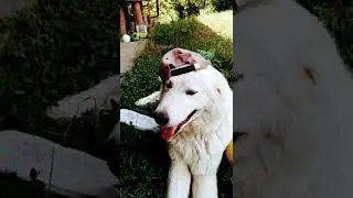 my dog funny video