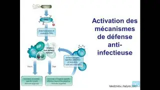 Antiviral immunity part 1