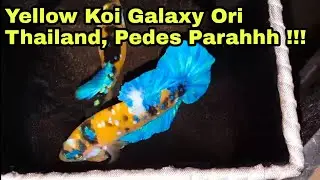 YELLOW KOI GALAXY ORI THAILAND, PEDES PARAH !!!