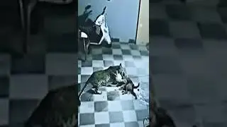 Leopard Attack on Dog Puppy 😓 | 