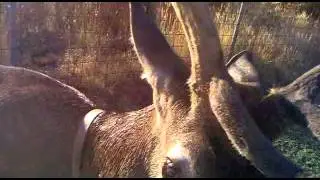 Bambi 3