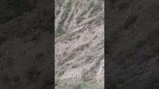 Κρητικος Λαγωνικος κυνήγι λαγού. Cretan Hound hare hunting