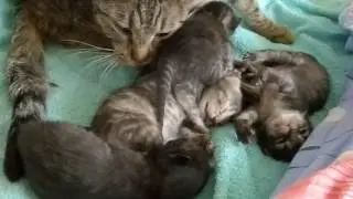 Недельные котятки