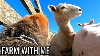 GoPro on my SHEEP-DOG | Farm work through a dog's eyes