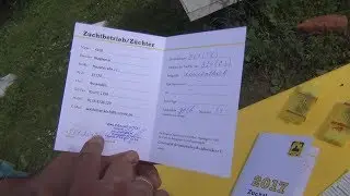 Получение племенных пчеломаток КАРНИКА и БАКФАСТ от заводчиков из ГЕРМАНИИ