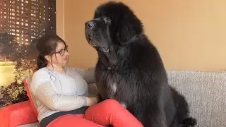 My Beautiful Newfoundland dog LEX
