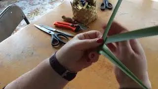 Putiputi