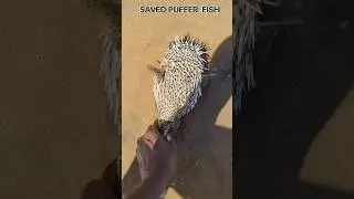 save puffer fish returned to their sea|| #beach #shorts #pufferfish