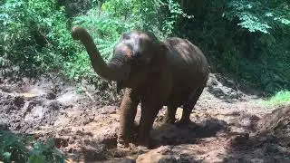 Fun in the mud elephant style