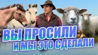 К нашему сожалению пришла пора расставаться/ Табунное разведение лошадей/ Домашнее овцеводство