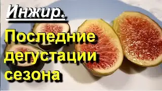 Инжир. Последние дегустации сезона. 2023 10 04