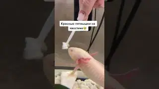 What to do if an axolotl gets burned 