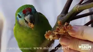 Попугайчики #131 лучшие моменты