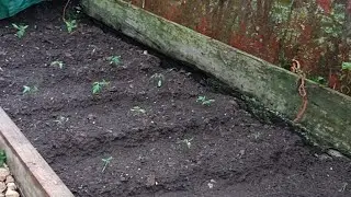 Video Update Chazars & MY Tomato planting