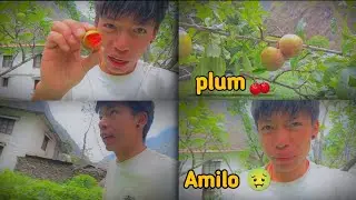Rukhma Chadera आल्चा (Plum) Khadai 😅 @tenzinbro