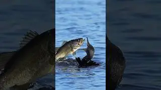 Large mouth cormorant meets large mouth bass. How does this meeting end?